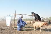   مصاحبه صدا و سیما با یکی از دامداران روستای پتک از هم استانیهای عزیز عرب شهرستان دهلران در خصوص خدمات دامپزشکی