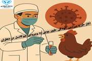 آغاز طرح بررسی آلودگی طیور بومی به ویروس نیوکاسل در دهلران