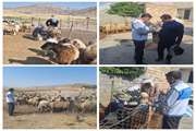 مانیتورینگ واکسیناسیون دام علیه بیماری آبله در روستاهای بخش مرکزی هلیلان