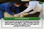 واکسیناسیون رایگان 75 میلیون راس دام روستایی و عشایری علیه تب برفکی/ واکسیناسیون دام‌های صنعتی با نظارت دامپزشکی 