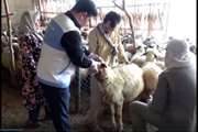  گزارش تصویری از خدمات رسانی اداره دامپزشکی شهرستان دره شهر به دامداران روستای مرادآباد