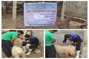 برگزاری رزمایش جهادی دامپزشکی در روستای لرینی علیا و سفلی