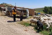 مانیتورینگ پس از عملیات واکسیناسیون دام در شهرستان هلیلان