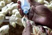 مایه‌کوبی پرندگان بومی در ۴۸۰ روستای ایلام