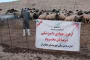 ارائه خدمات دامپزشکی در قالب گروه های جهادی در روستای سنگر نادر شهرستان دهلران