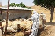 آغاز عملیات سمپاشی دام و اماکن دامی در روستاهای جابر انصار و پشت قلعه شهرستان آبدانان برای پیشگیری از بیماری تب کریمه کنگو