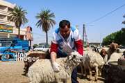 ۳۵ گروه نظارتی دامپزشکی برای عید قربان در ایلام ساماندهی شد