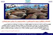 خدمات رایگان/ ویژه دامپزشکی؛ مطمئن‌ترین راه برای ذبح قربانی
