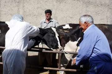 تصاویر فعالیت های اداره بهداشت و مدیریت بیماری های دامی