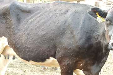 بيماري لمپي اسكين