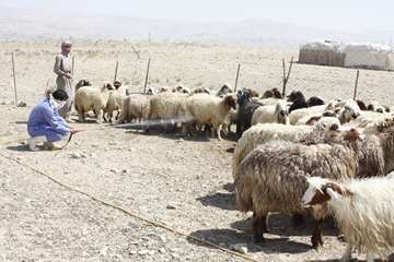 سمپاشي