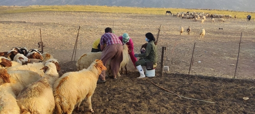 فایل تصویری عملیات واکسیناسیون برعلیه بیماری تب‌برفکی در گوسفند/ روستاهای ساتیان، گاوسوار و جوب‌گوهر علیا شهرستان ایوان، استان ایلام. 