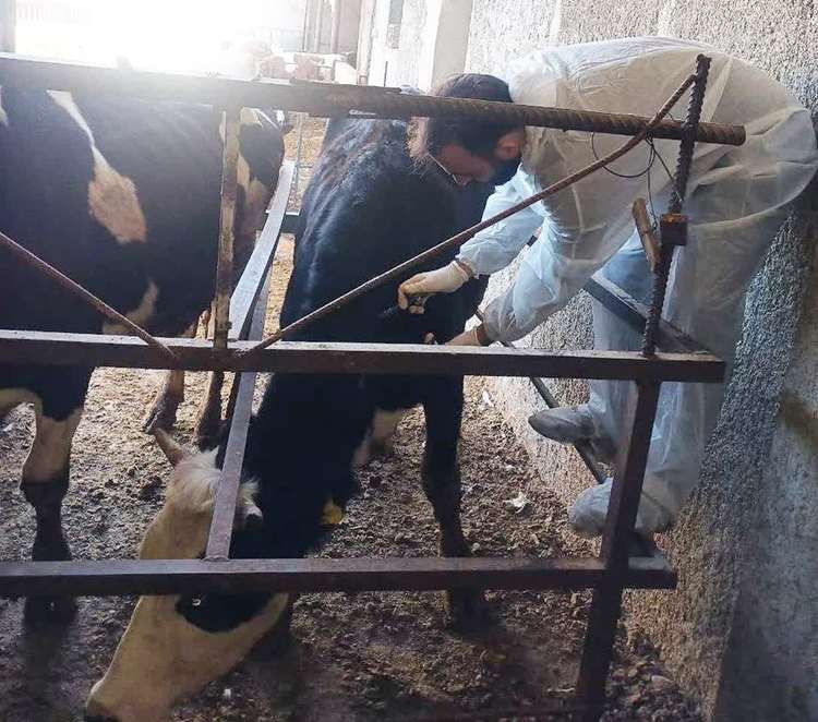 انجام تست توبرکولیناسیون در روستای تلخاب پایین شهرستان بدره