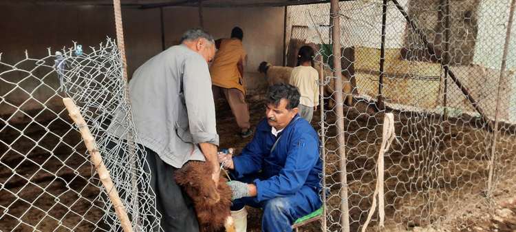 تأکید بر تشدید اقدامات پیشگیرانه بیماری بروسلوز در بازدید مشترک دامپزشکی و شبکه بهداشت ایوان