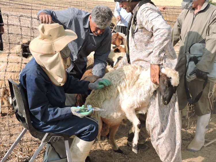 اجرای بیش از ۴ میلیون نوبت سر واکسیناسیون دام در ایلام طی شش ماه نخست سال ۱۴۰۵