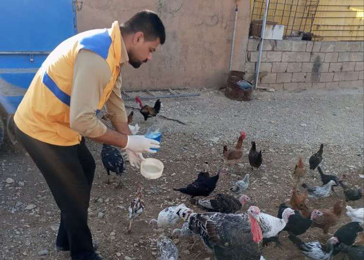 واکسیناسیون ۷۵ هزار قطعه طیور بومی دهلران علیه بیماری نیوکاسل