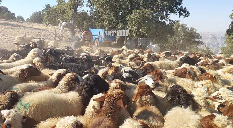 پایش عملیات واکسیناسیون تب برفکی در مراتع شیرزول شهرستان ایوان