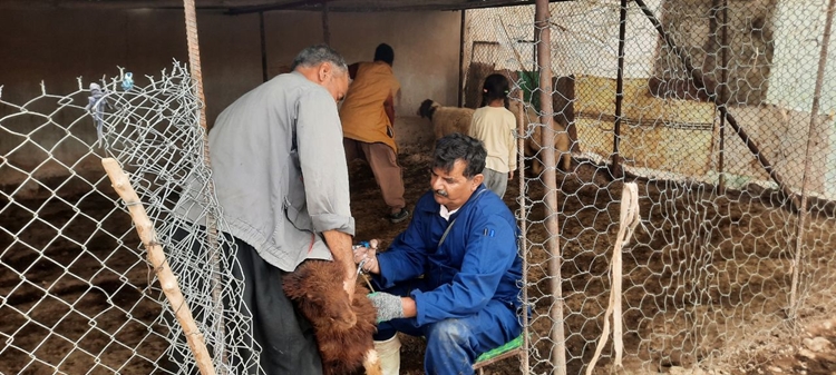 تأکید بر تشدید اقدامات پیشگیرانه بیماری بروسلوز در بازدید مشترک دامپزشکی و شبکه بهداشت ایوان
